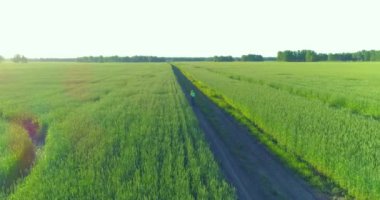 Kırsal yoldaki bir çim tarlasında bisiklet süren genç bir çocuğun hava manzarası. Güneş ışığı ve ışınlar.