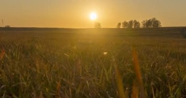 Yaz günbatımında düz tepe çayır zaman çizelgesi. Vahşi doğa ve kırsal çimler. Güneş ışınları ve ağaçlar. Motorlu doli kaydırıcı