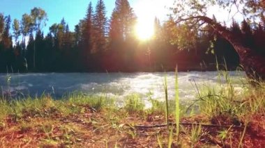 Dağ nehri kıyısındaki çayır. Yeşil çimlerle, çam ağaçlarıyla ve güneş ışınlarıyla kaplı bir manzara. Motorlu kaydırma kulesinde hareket.