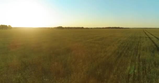 Lot na małej wysokości nad wiejskim polem letnim z niekończącym się żółtym krajobrazem w letni słoneczny wieczór. Promienie słoneczne na horyzoncie. — Wideo stockowe