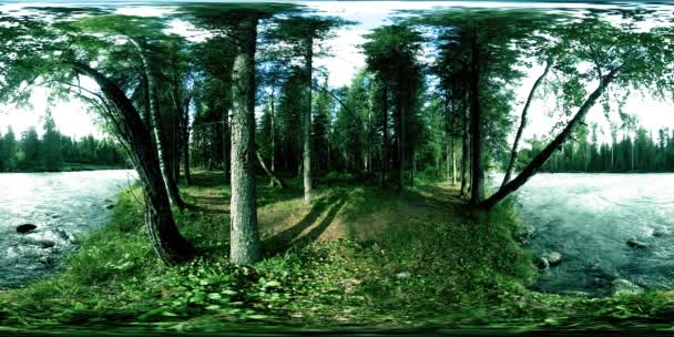 360 VR virtual reality of a wild forest. Pine forest, small fast, cold mountain river. National park. — Stock Video