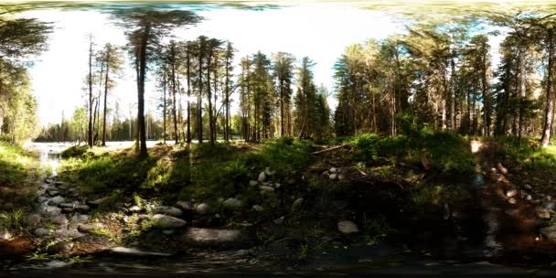 360 VR realidad virtual de un bosque salvaje. Bosque de pinos, pequeño río de montaña rápido y frío. Parque Nacional. — Vídeos de Stock