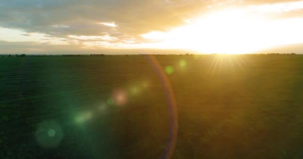 Let nad venkovskou letní krajinou s nekonečným žlutým polem za slunečného letního večera. Zemědělská zemědělská půda při východu slunce — Stock video