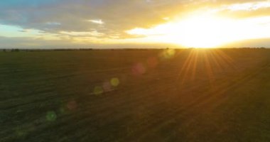 Güneşli yaz akşamında sonsuz sarı tarlaları olan kırsal kesimin üzerinde bir uçuş. Sonbahar gündoğumunda tarım arazisi