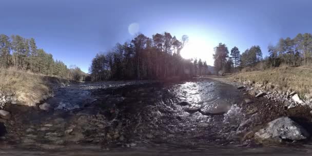 360 VR virtuelle Realität eines wilden Gebirges, Kiefernwaldes und Flusses fließt. Nationalpark, Wiese und Sonnenstrahlen. — Stockvideo