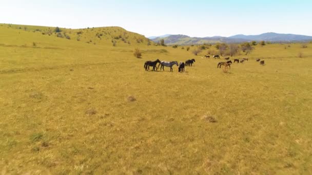 Dağ çayırında vahşi atların üzerinden uçmak. Yaz dağları vahşi doğa. Özgürlük ekolojisi kavramı. — Stok video