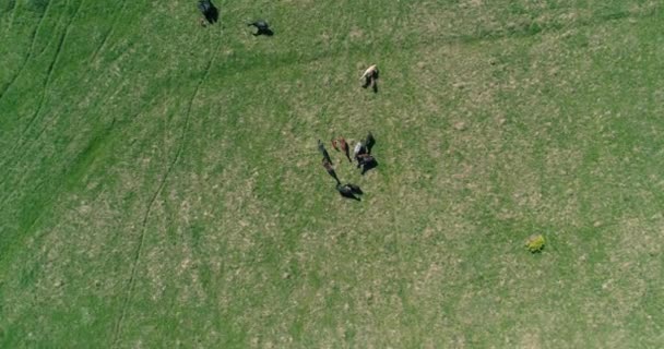 Letí nad divokými koňmi stáda na horské louce. Letní hory divoká příroda. Koncept ekologie svobody. — Stock video