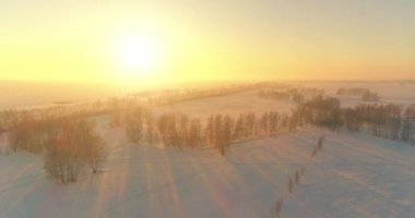 Arktik çayırlı soğuk kış manzarası, karla kaplı ağaçlar ve ufukta sabah güneşleri..