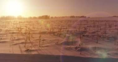 Arktik çayırlı soğuk kış manzarası, karla kaplı ağaçlar ve ufukta sabah güneşleri..