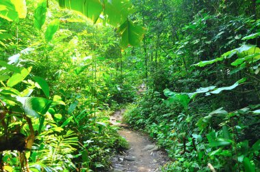 Zirveye giden yol ve ağaçlar her iki tarafta yetişiyor, Phu Soi Dao Ulusal Parkı, Tayland.