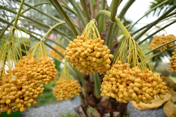 Fecha Palmera Fruta Amarilla Sobre Fondo Borroso Fotos de stock