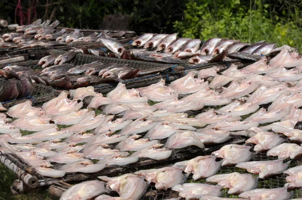 Pesce Salato Essiccato Tilapia Del Nilo Cucina Locale Della Thailandia — Foto Stock