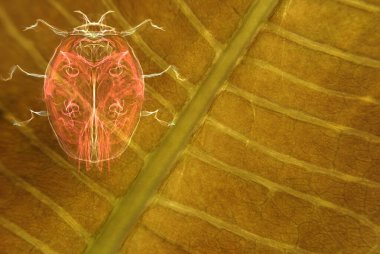 Bayan böcek kuru altın yaprak dokusunda