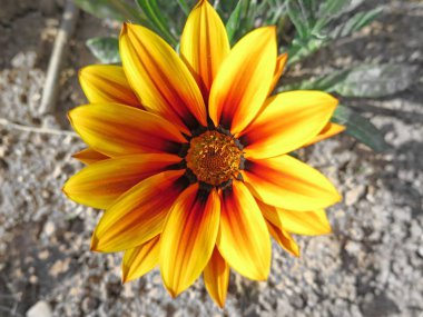  çok sarı ve turuncu papatya makro                              