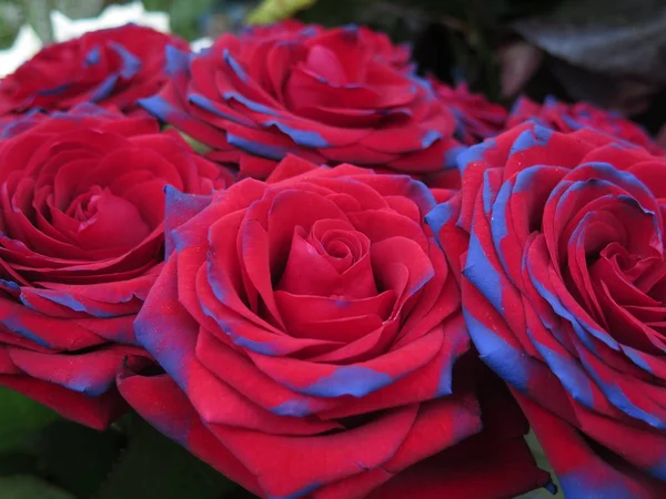 Mooie Rode Blauwe Rozen Verkopen — Stockfoto