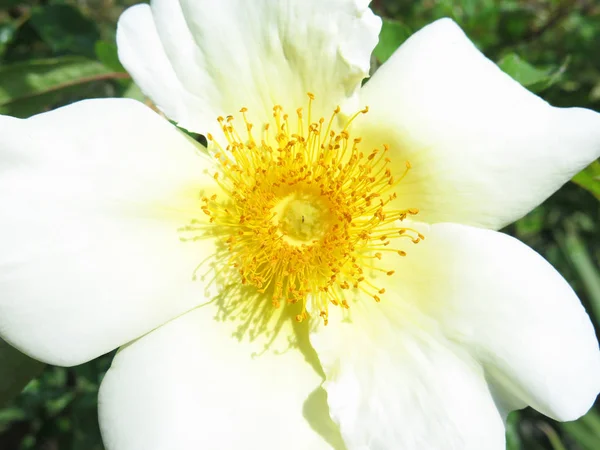 Macro Pretty White Flower Yellow Pistils — Stock Photo, Image