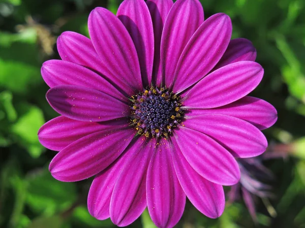 Macro Pretty Lilac Daisy Garden — Stock Photo, Image