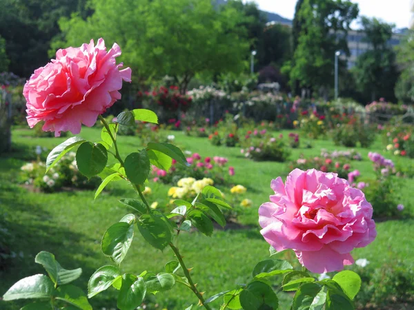 Roseiras Agradáveis Rosas Rosa Jardim — Fotografia de Stock