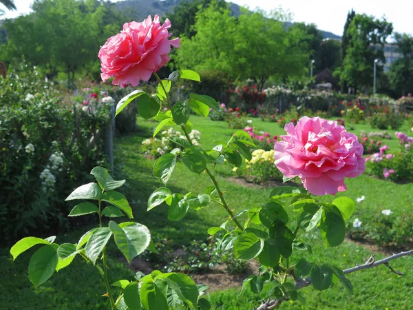 Bonito Rosal Rosas Rosadas Jardín — Foto de Stock