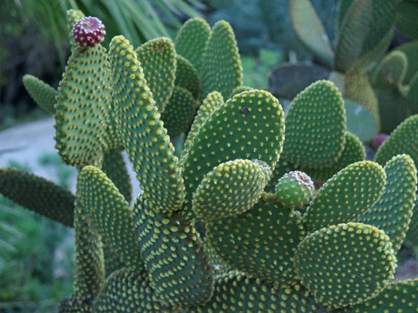 Bel Cactus Verde Primo Piano — Foto Stock