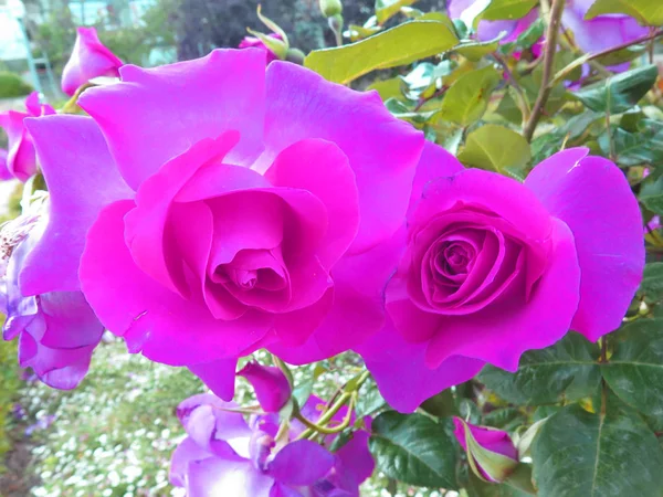 Duas Rosas Lilás Bicolor Rosa Florescendo — Fotografia de Stock