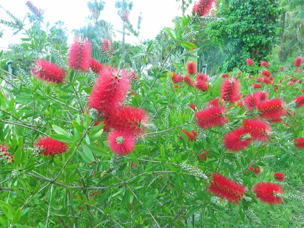 Fleurs Rouges Sauvages Avec Des Pointes Fleurissant Dans Jardin — Photo