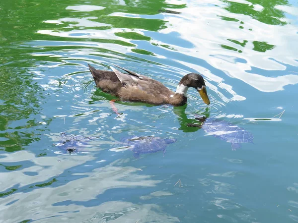 Patos Lago — Fotografia de Stock