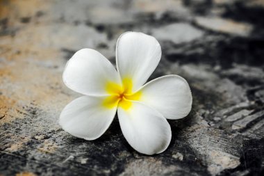 Tropikal çiçek dalları frangipani (plumeria)