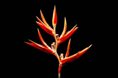 Güzel turuncu çiçekler (Cennet kuşu))