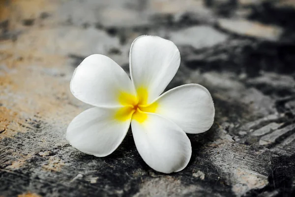 Ramo Fiori Tropicali Frangipani Plumeria — Foto Stock