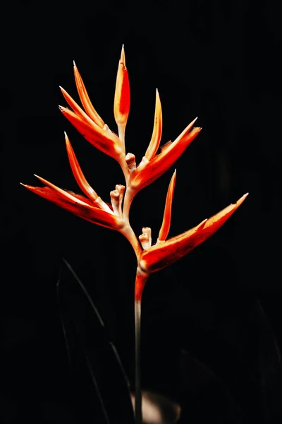 Prachtige Oranje Bloemen Paradijsvogel — Stockfoto