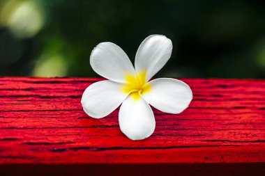 Tropikal çiçek dalları frangipani (plumeria)