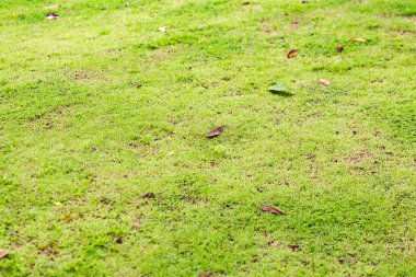 Çayırdan yeşil çimen çalısı