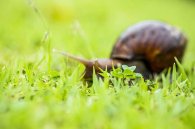 Yollarda sürünen kabuklu büyük salyangoz, bahçede yaz günü