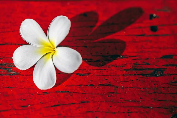 Tak Van Tropische Bloemen Frangipani Loodgieterij — Stockfoto