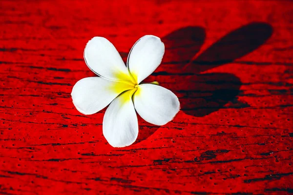 Pobočka Tropické Květy Keře Plumeria — Stock fotografie