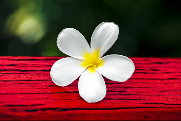 Pobočka Tropické Květy Keře Plumeria — Stock fotografie