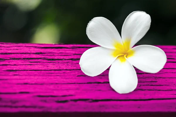 熱帯花の枝フランジパニ プルメリア — ストック写真