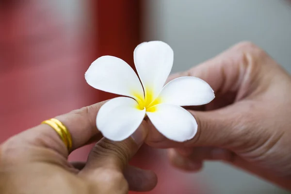 Tropikal Çiçek Dalları Frangipani Plumeria — Stok fotoğraf