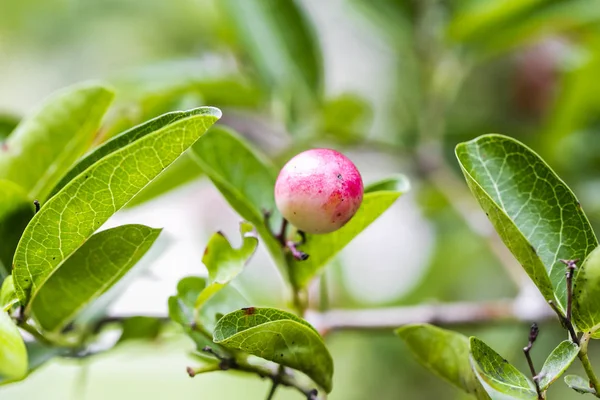 Carissa Van Roze Vruchten Carissa Carandas Met Groene Bladeren — Stockfoto