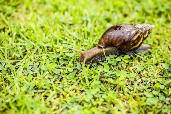 Big Snail Shell Crawling Road Summer Day Garden — Stock Photo, Image