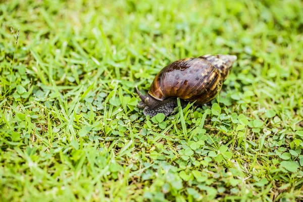 Big Snail Shell Crawling Road Summer Day Garden — Stock Photo, Image
