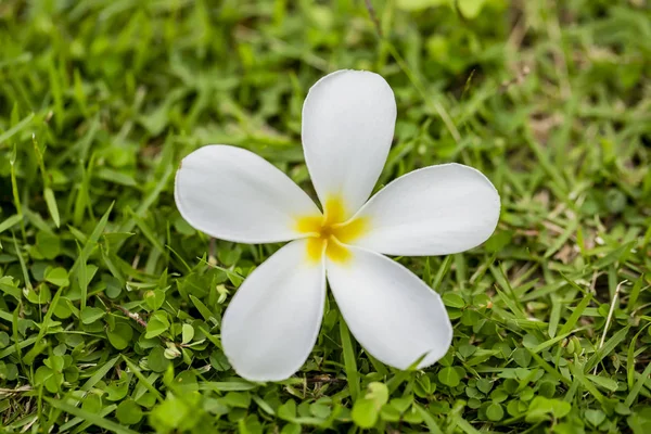 Branch Tropical Flowers Frangipani Plumeria Royalty Free Stock Photos