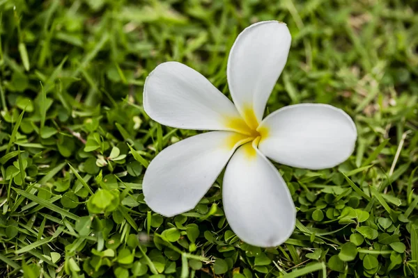 Branch Tropical Flowers Frangipani Plumeria Stock Image