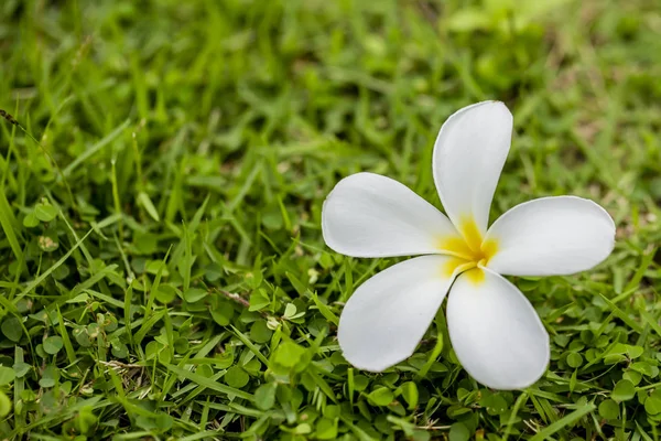 Branch Tropical Flowers Frangipani Plumeria Stock Image