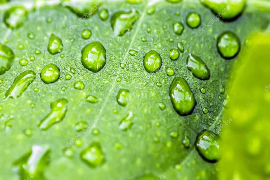 Dew Drop Plant Macro Close Fotografias de Stock Dew Drop Plant Macro Close Fotografias de Stock
