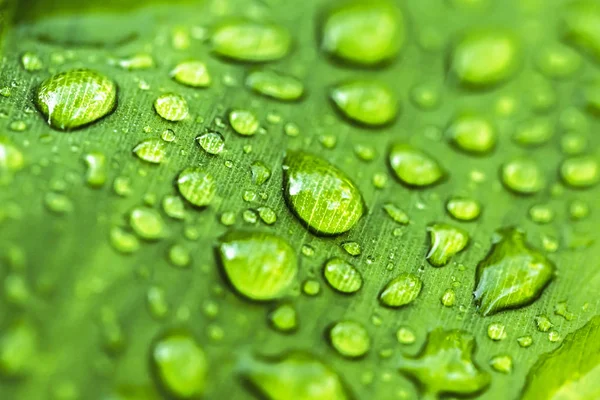 Bela Folha Verde Com Gotas Água — Fotografia de Stock