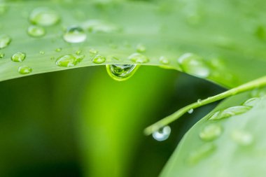 Su taze yeşil yaprağa damlıyor. 