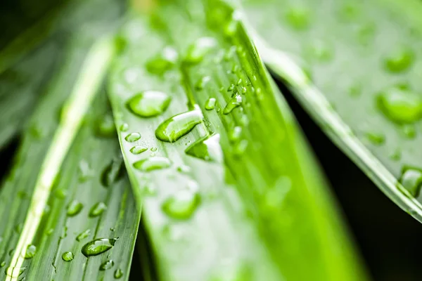 Капли Воды Свежем Зеленом Листе — стоковое фото