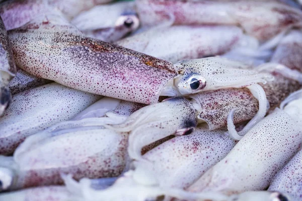 Calamares Rojos Primer Plano Mercado Local —  Fotos de Stock